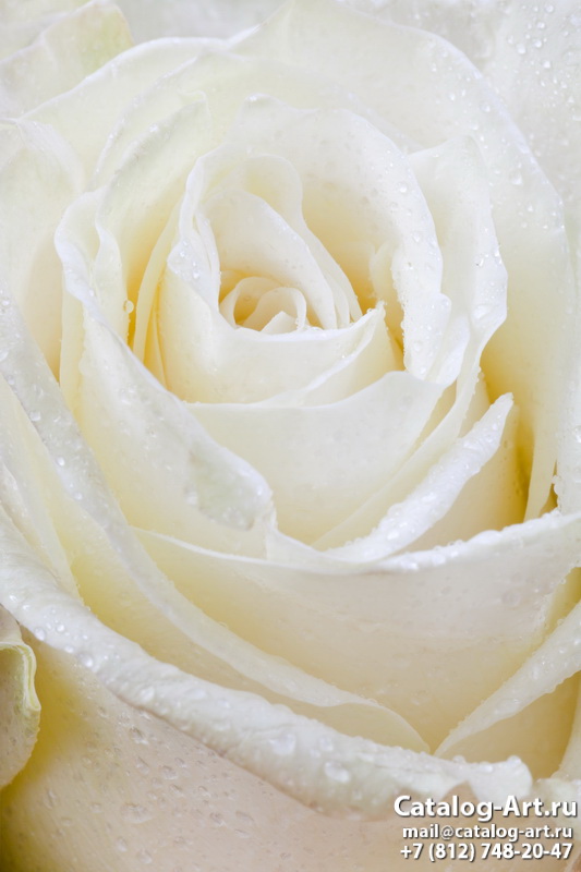 White roses 7